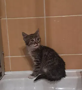 Прилаштовується маленький і дуже лагідний котик